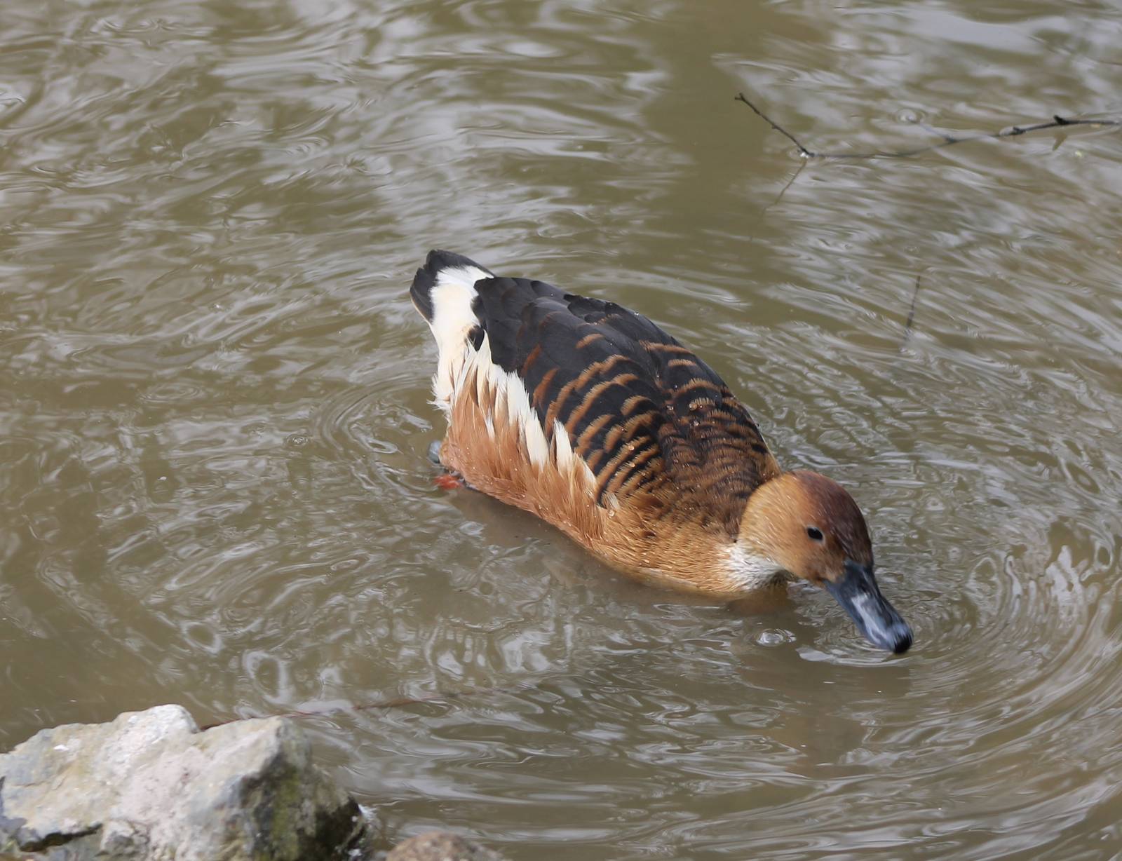 Fulvous whistling duck