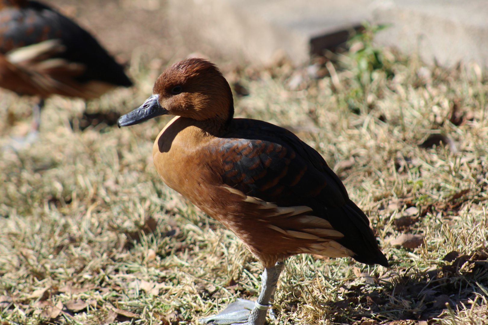Fulvous Whistling Duck
