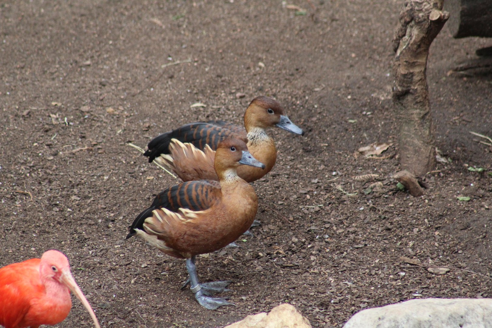 Fulvous Whistling-Duck