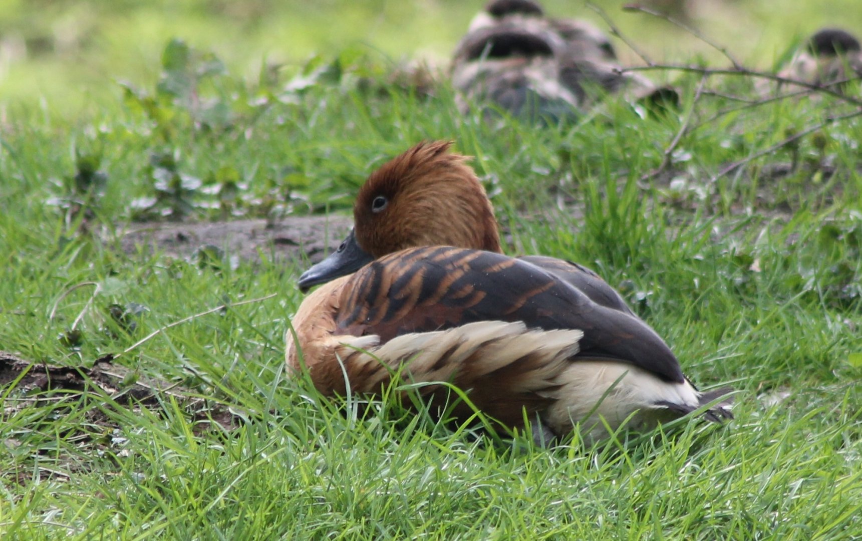 Fulvous whistling-duck