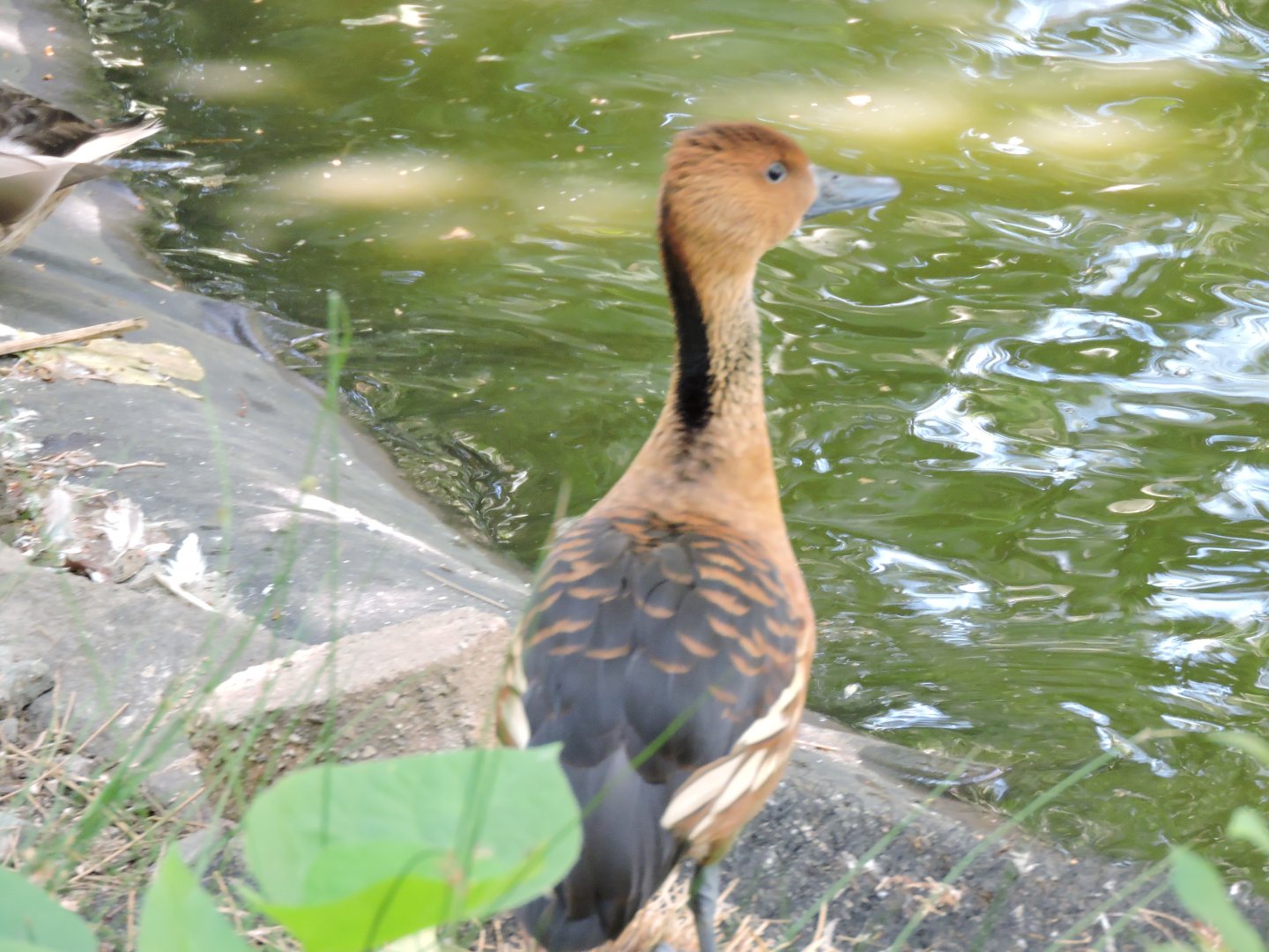 Fulvous Whistling Duck