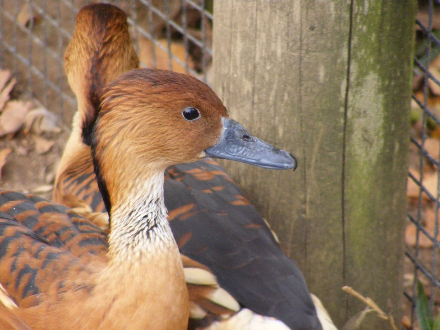 Fulvous Whistling Duck