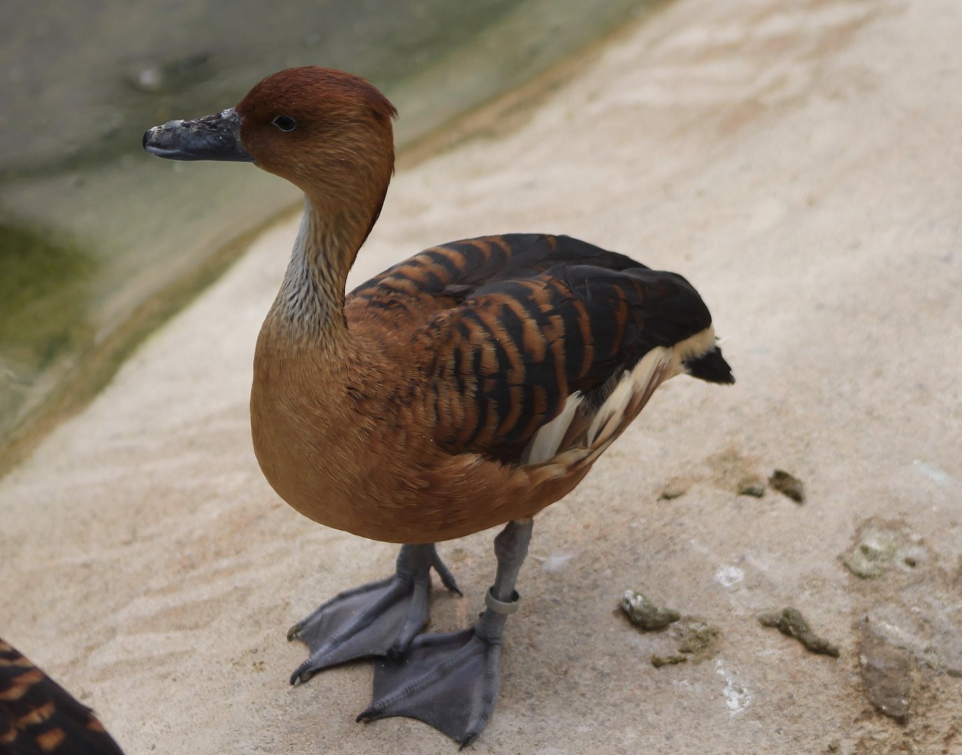 Fulvous whistling duck