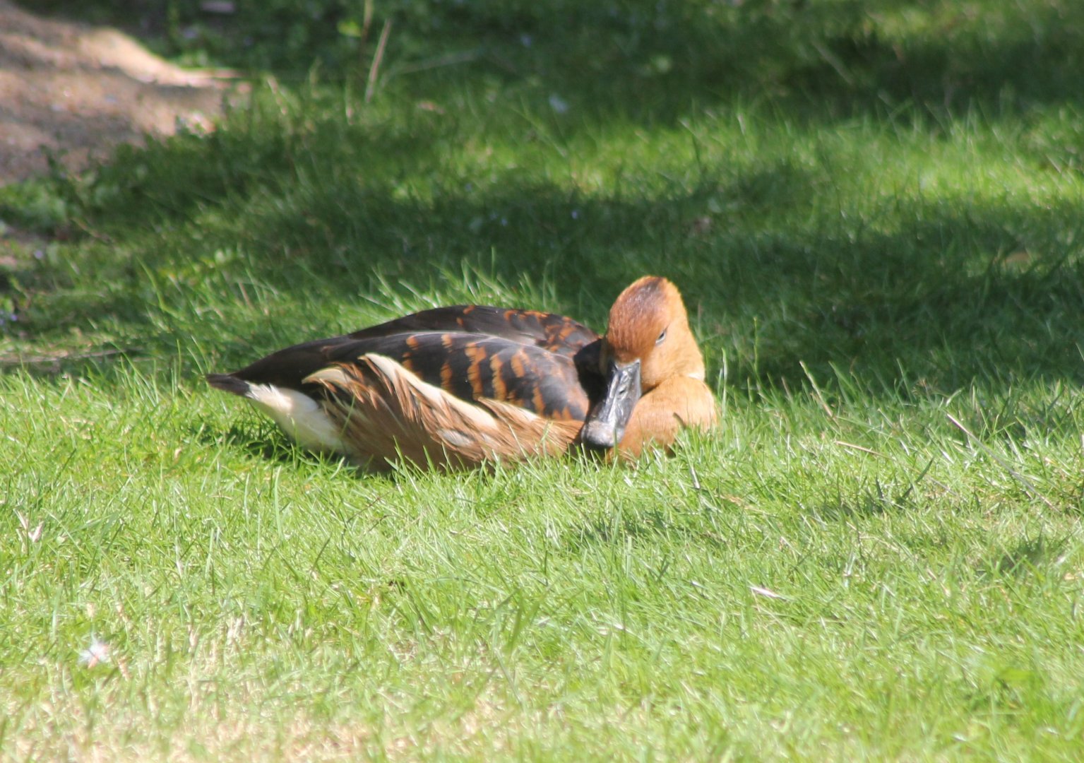 Fulvous whistling duck