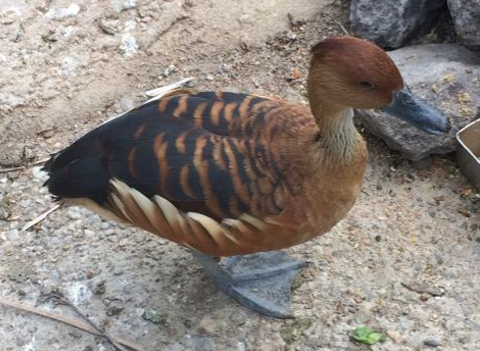 Fulvous Whistling Duck