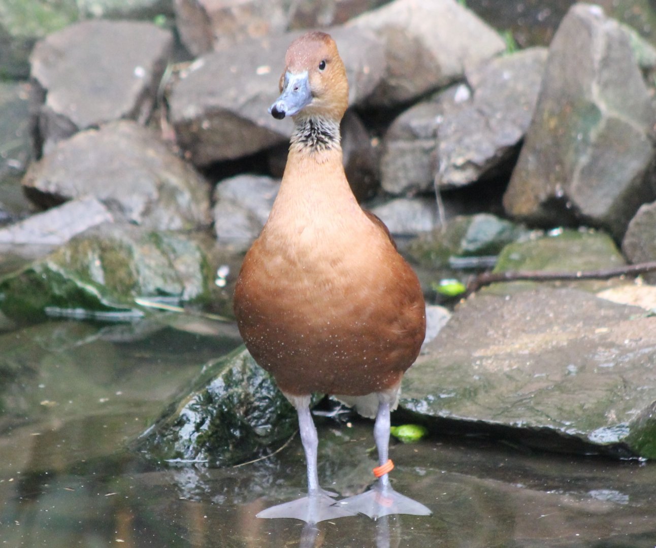 Fulvous whistling duck