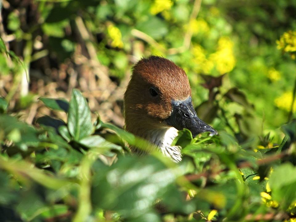 Fulvous Whistling Duck