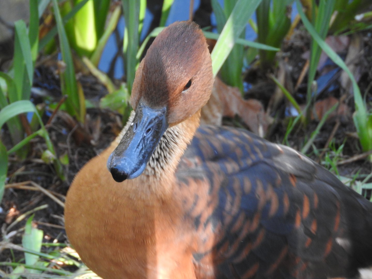 Fulvous Whistling Duck