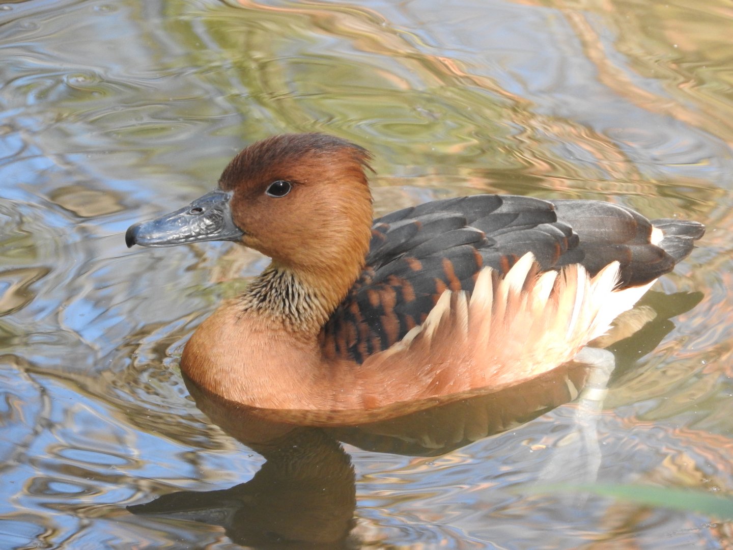 Fulvous Whistling Duck