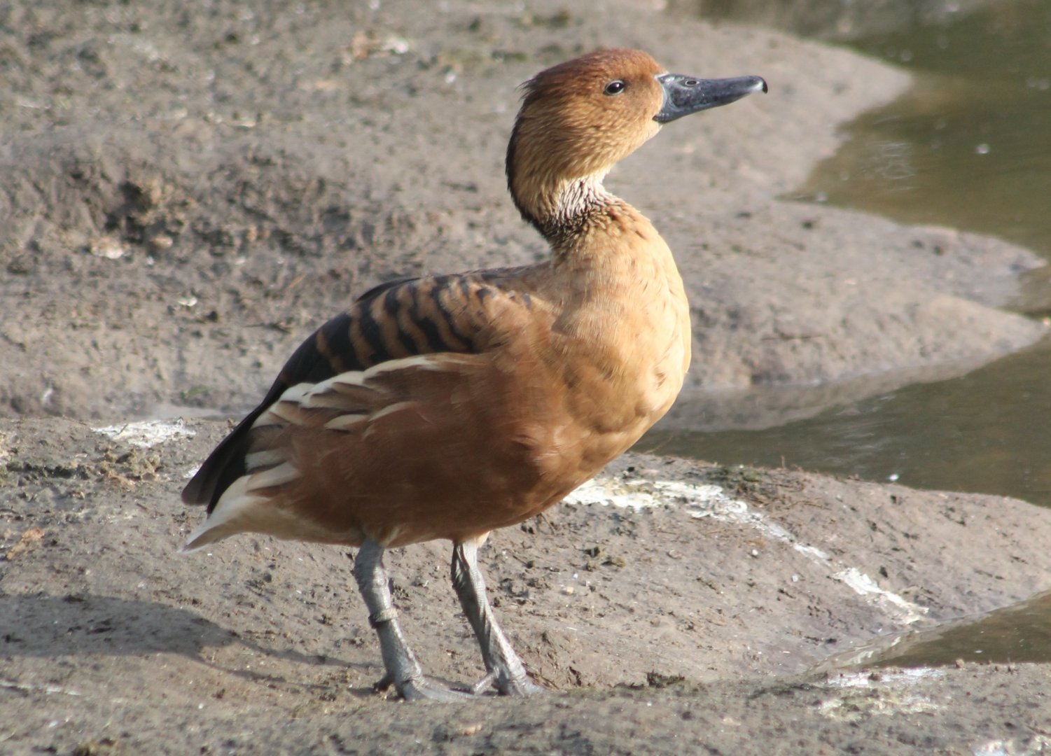 Fulvous whistling duck