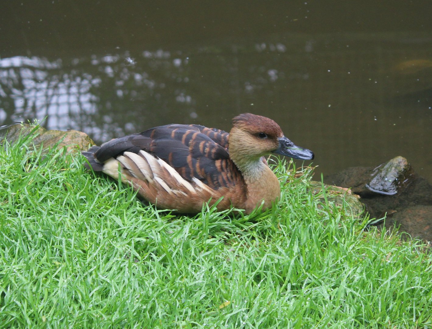 Fulvous whistling duck