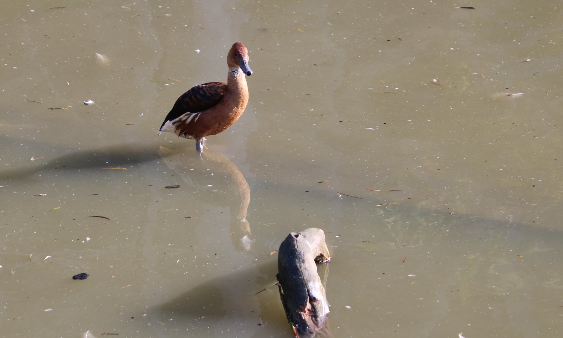 Fulvous whistling duck