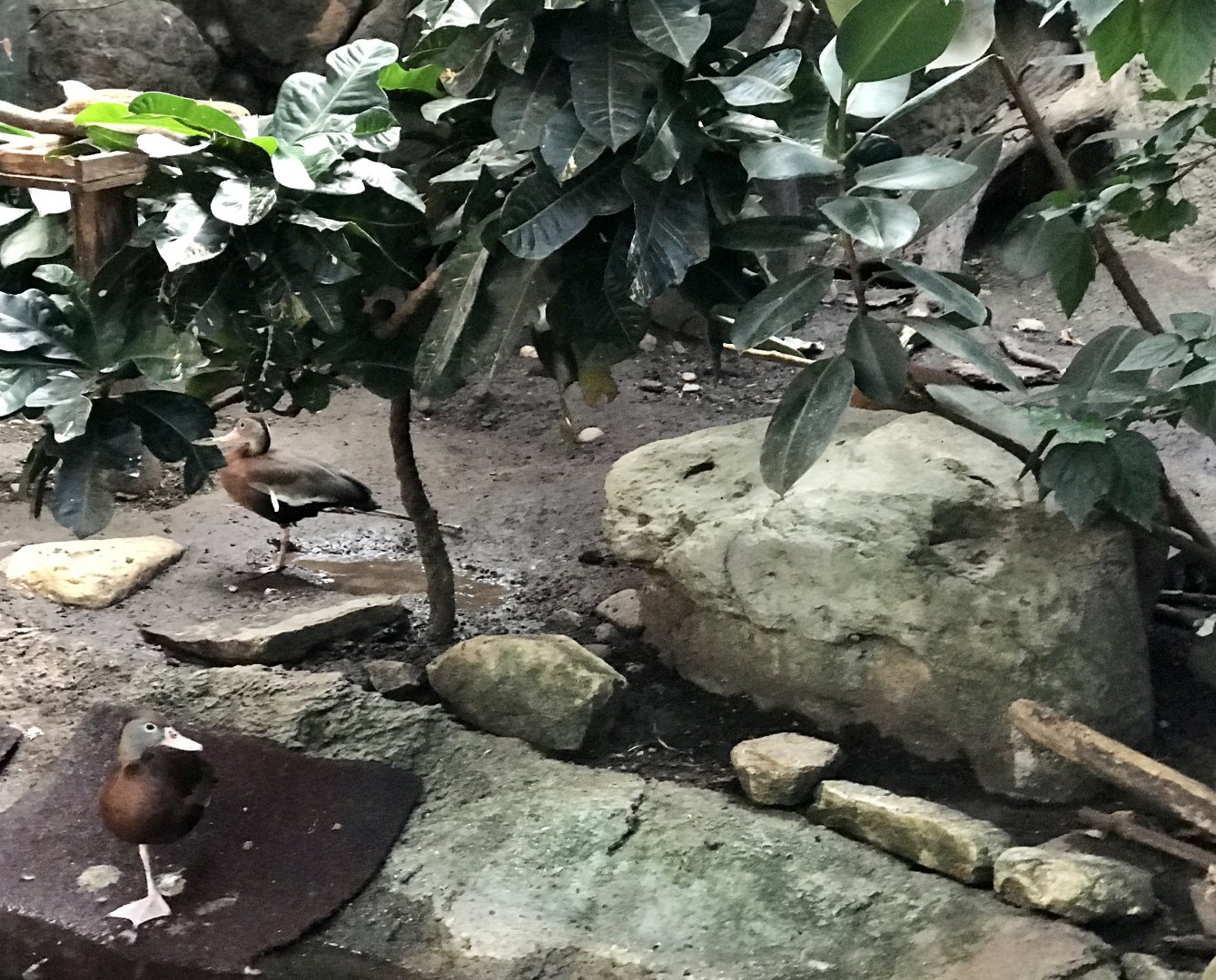 Fulvous Whistling Duck