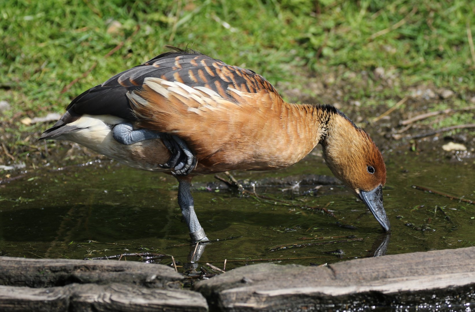 Fulvous Whistling Duck