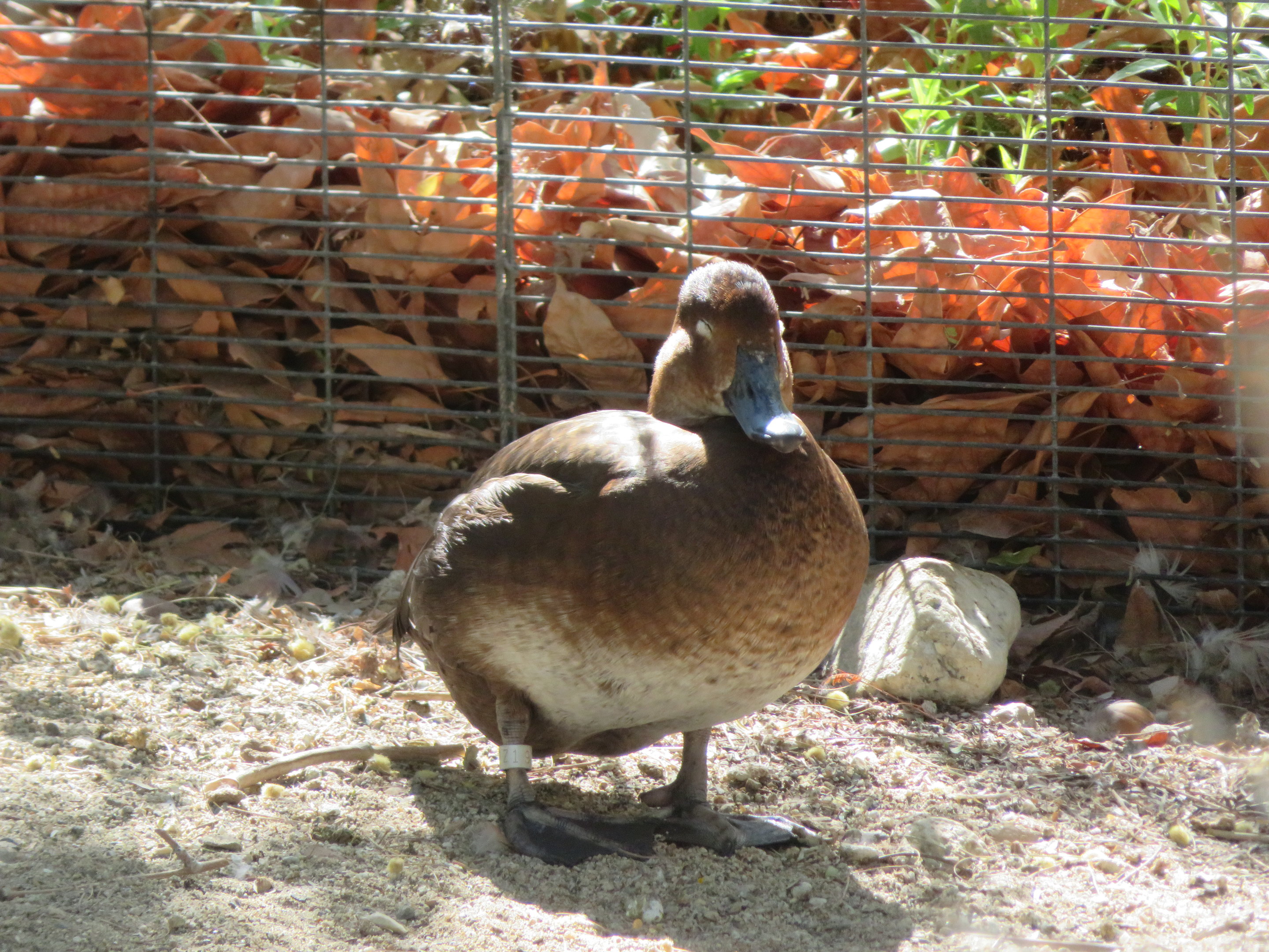 Fulvous Whistling Duck