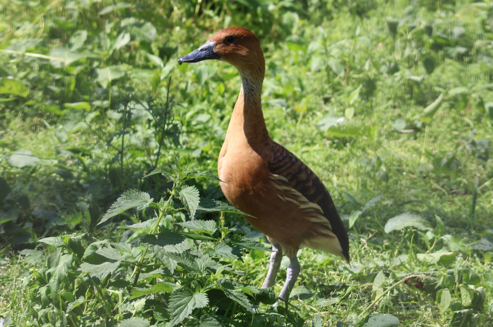 Fulvous whistling duck