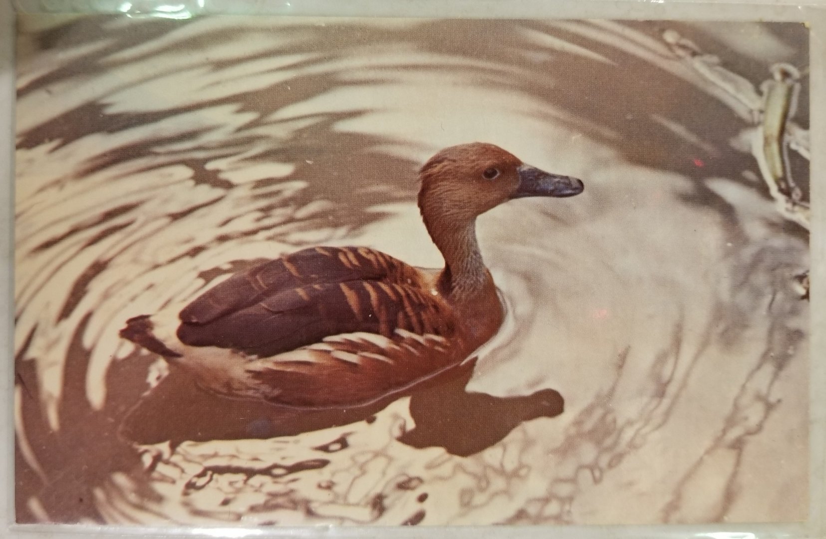 Fulvous whistling duck