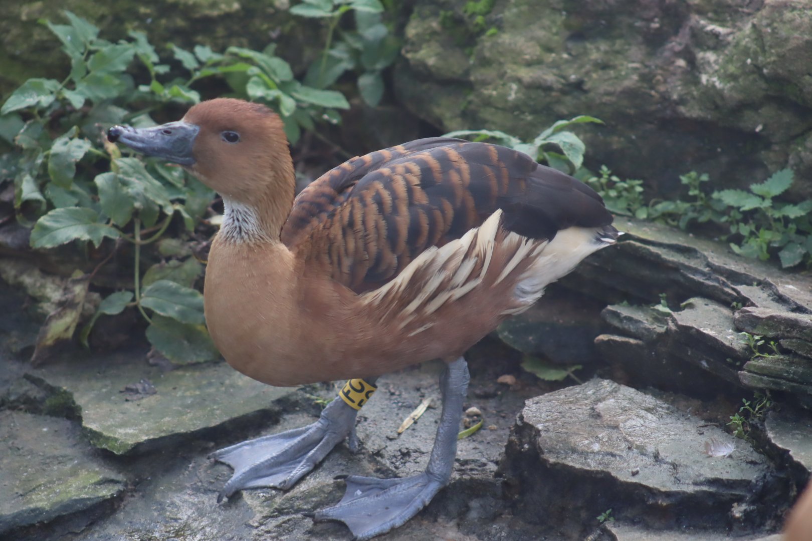 Fulvous Whistling Duck