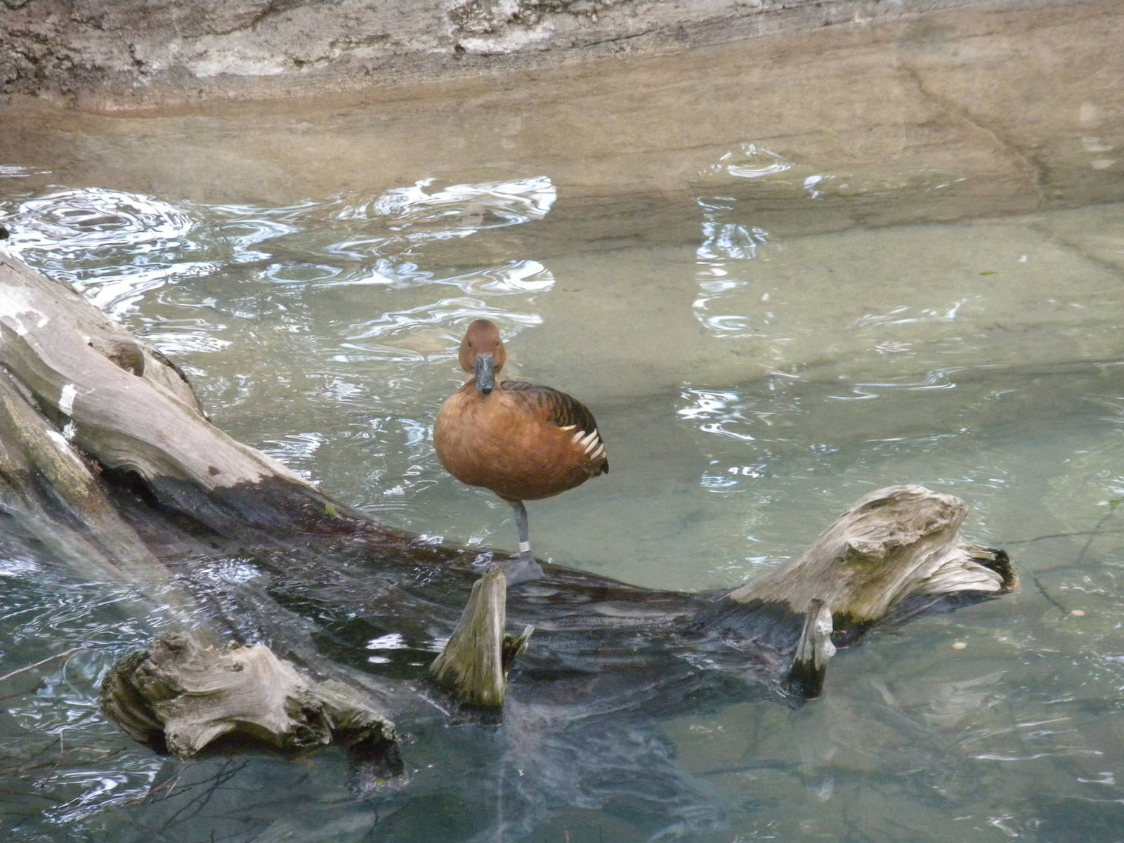 Fulvous Whistling Duck