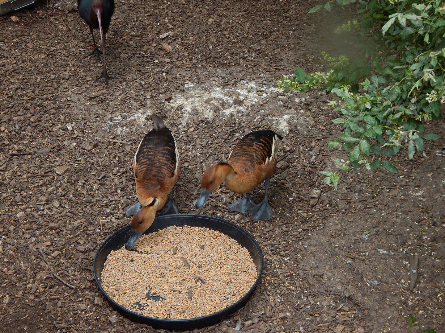 Fulvous whistling ducks 300623