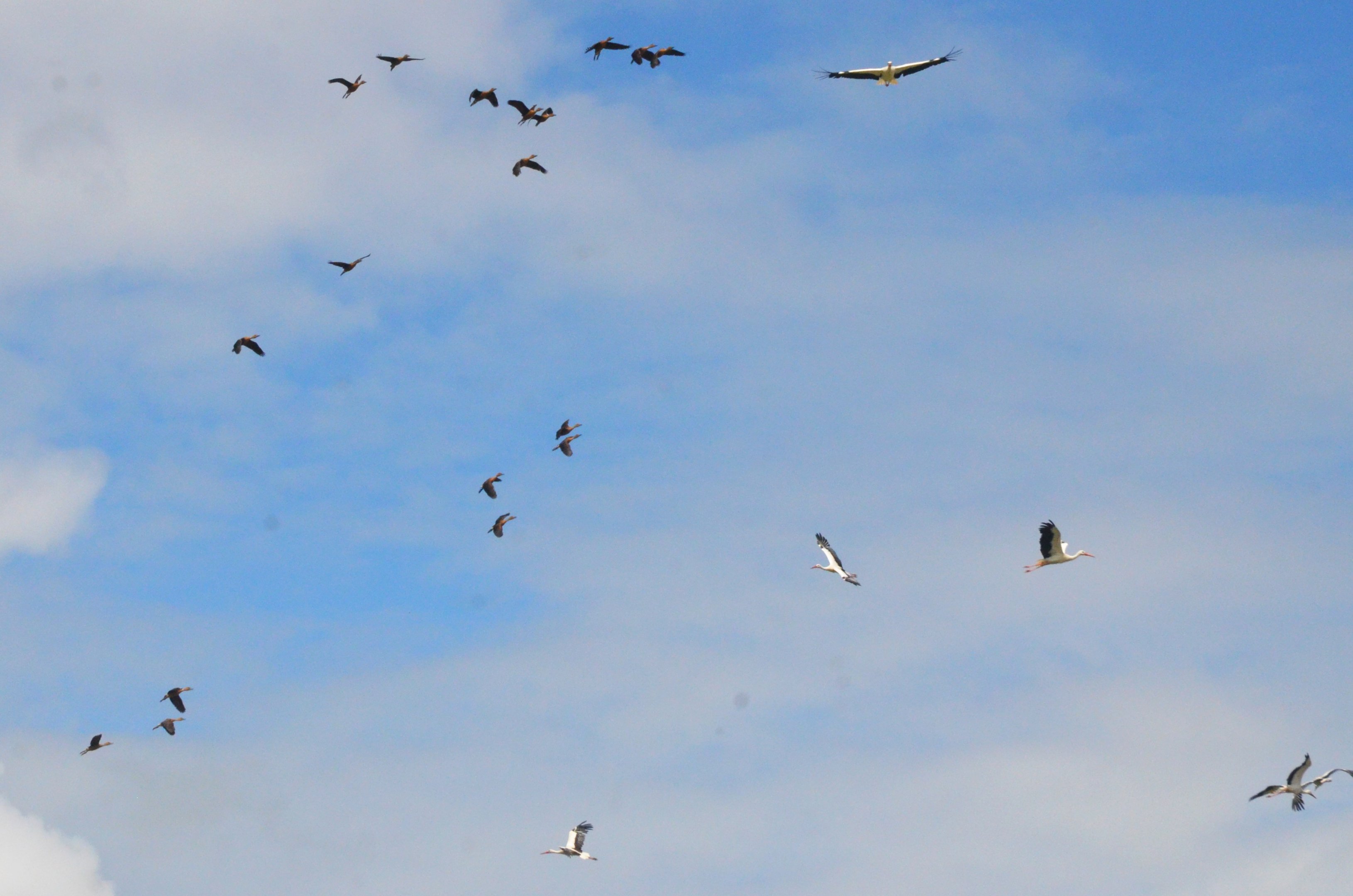 Fulvous Whistling Ducks and White Storks - Les Maîtres des Airs at Beauval, 12/06/18