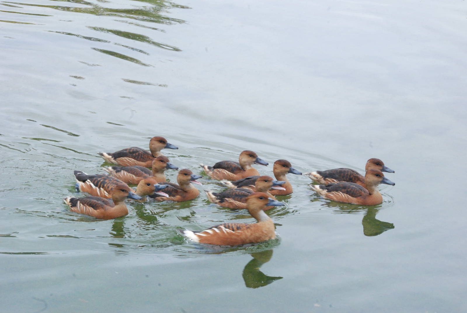Fulvous Whistling Ducks at Bioparc Valencia, 28/05/11