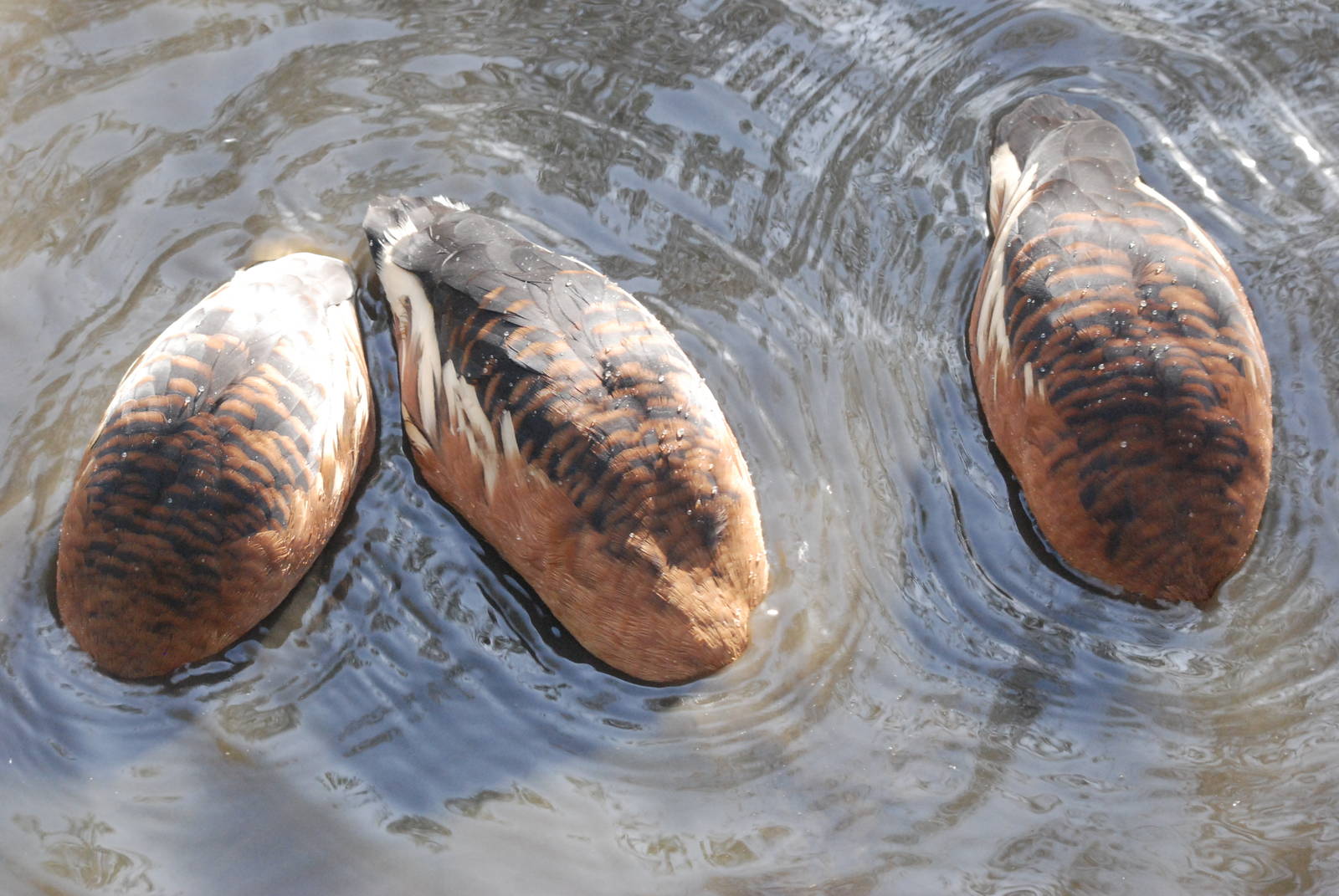 Fulvous Whistling Ducks at Blackbrook, 28/10/11