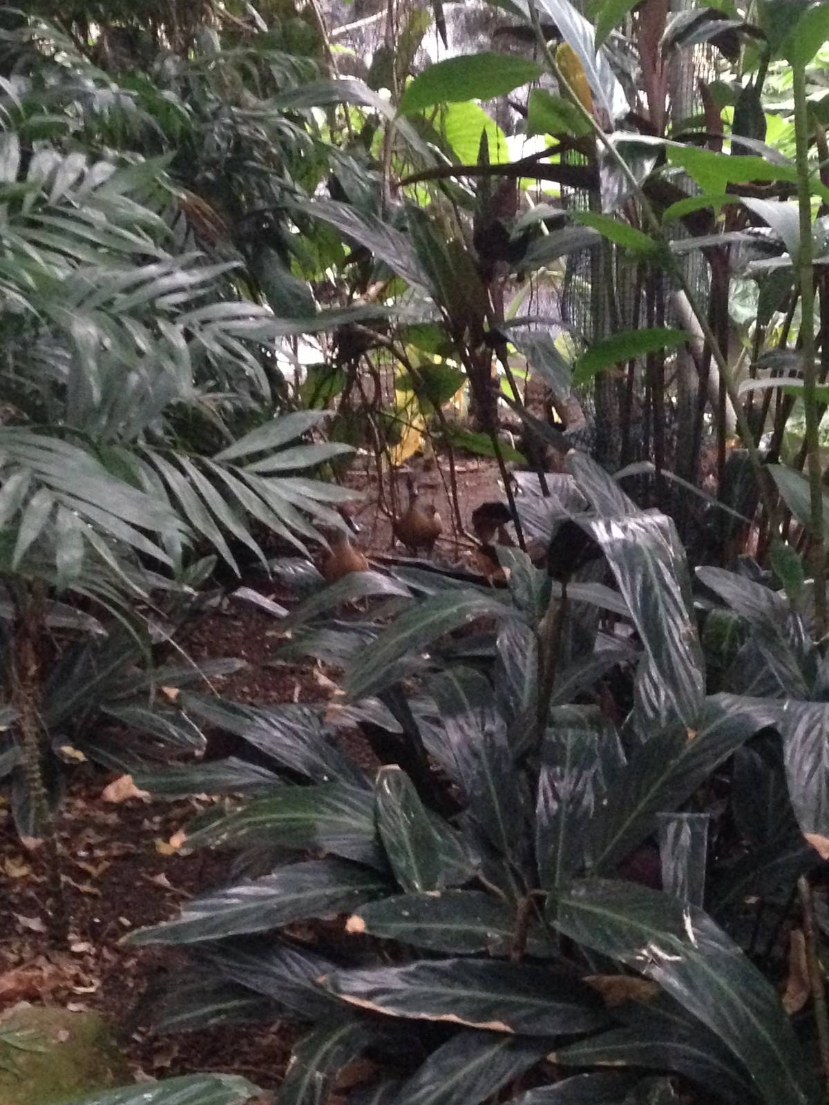 Fulvous Whistling Ducks at Tropical World - 02/10/2013