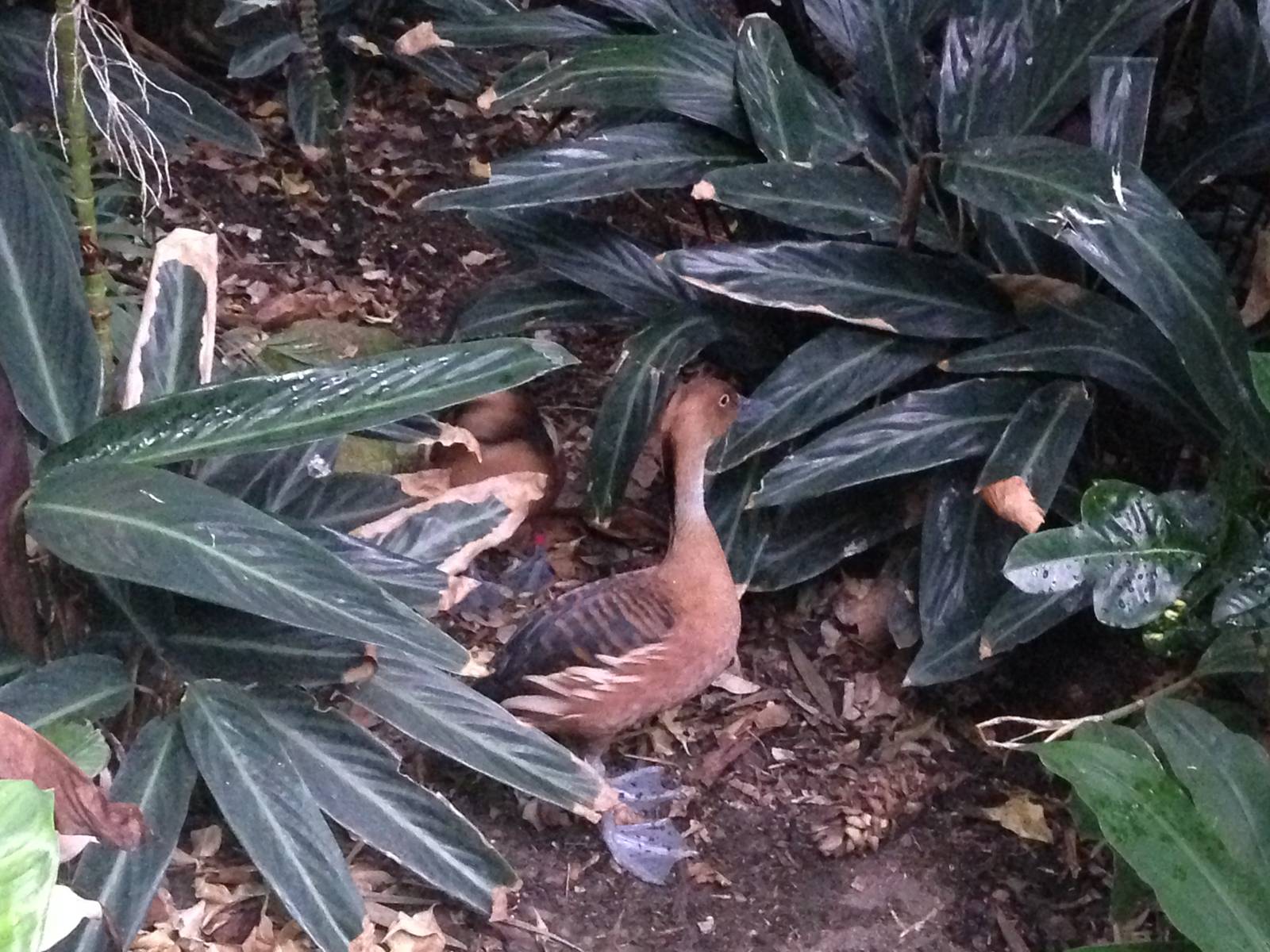 Fulvous Whistling Ducks at Tropical World - 02/10/2013