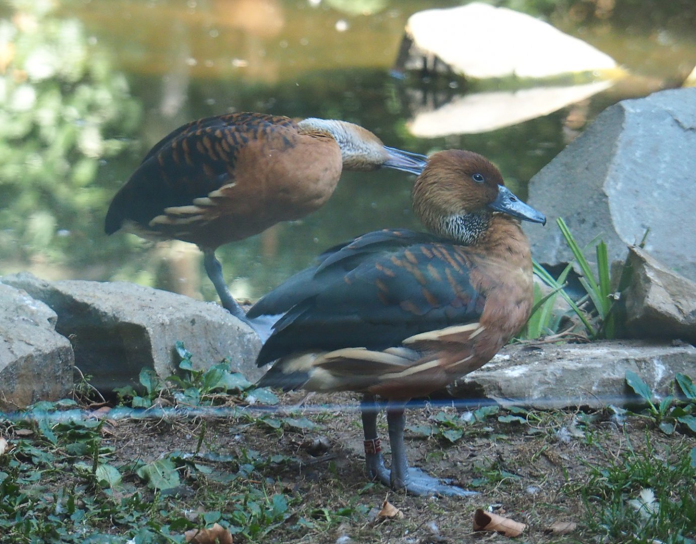Fulvous whistling ducks (Dendrocygna bicolor), 2020-09-20