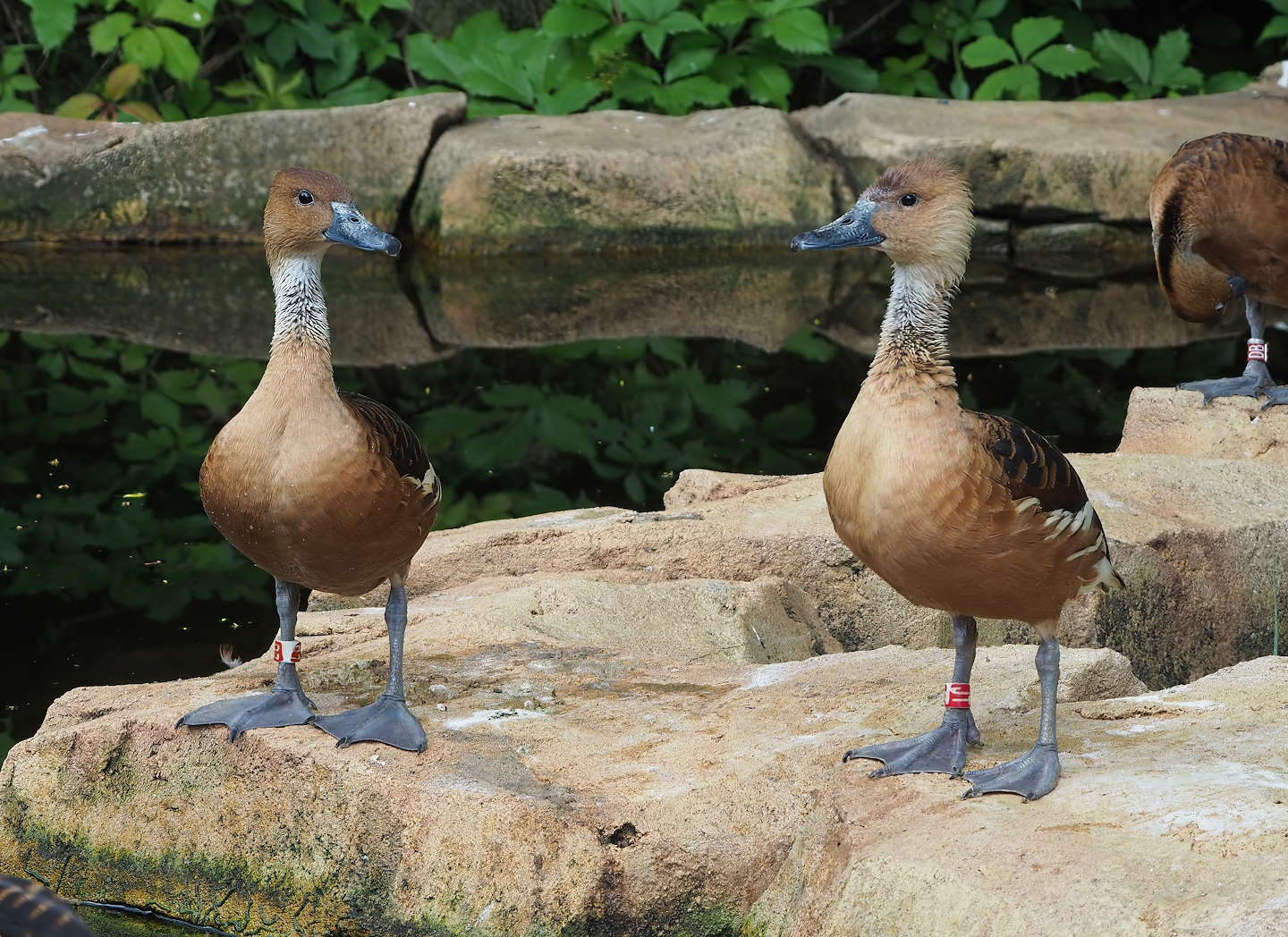 Fulvous whistling ducks (Dendrocygna bicolor), 2022-07-10