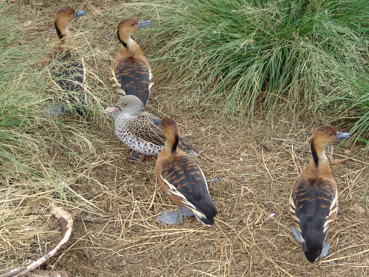 Fulvous Whistling Ducks (Dendrocygna bicolor) and a Cape Teal (Anas capensi