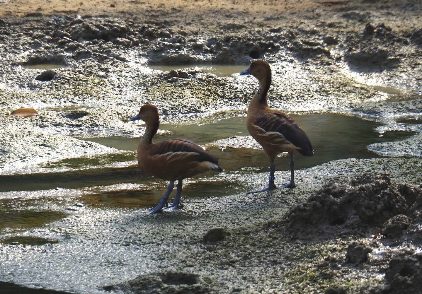 Fulvous whistling ducks (Dendrocygna bicolor) on the tidal mudflats of the Mangrove (Sep 16th, 2018)