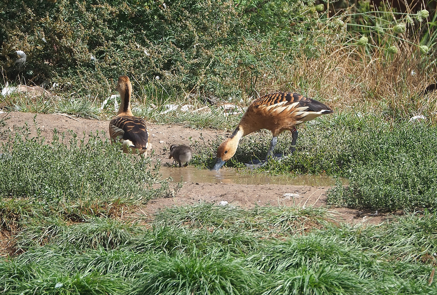 Fulvous whistling ducks (Dendrocygna bicolor) with chick, 2022-08-20