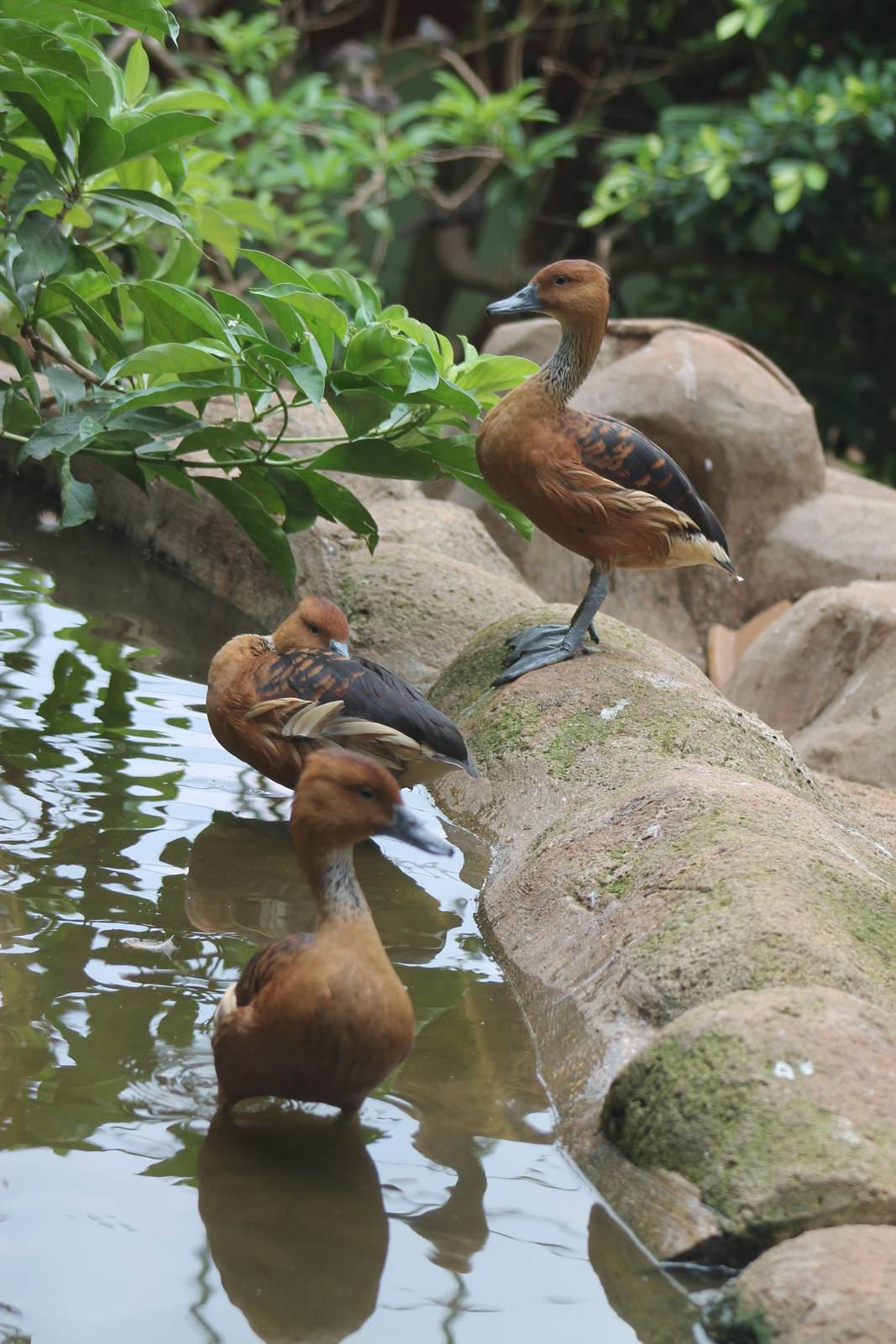 fulvous whistling ducks (Dendrocygna bicolor)