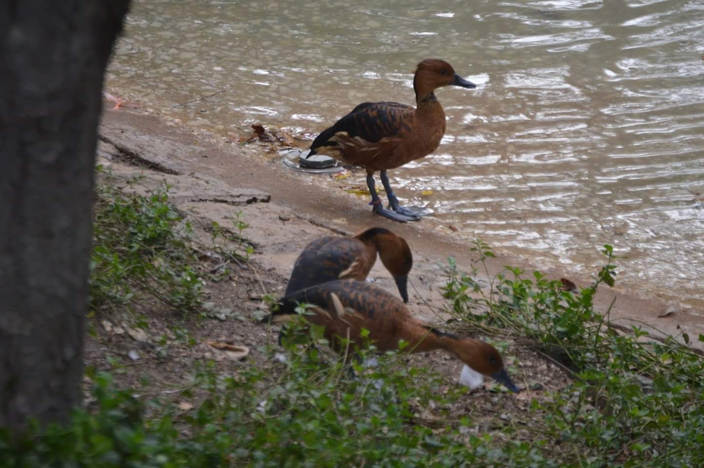 Fulvous Whistling Ducks (Dendrocygna bicolor)