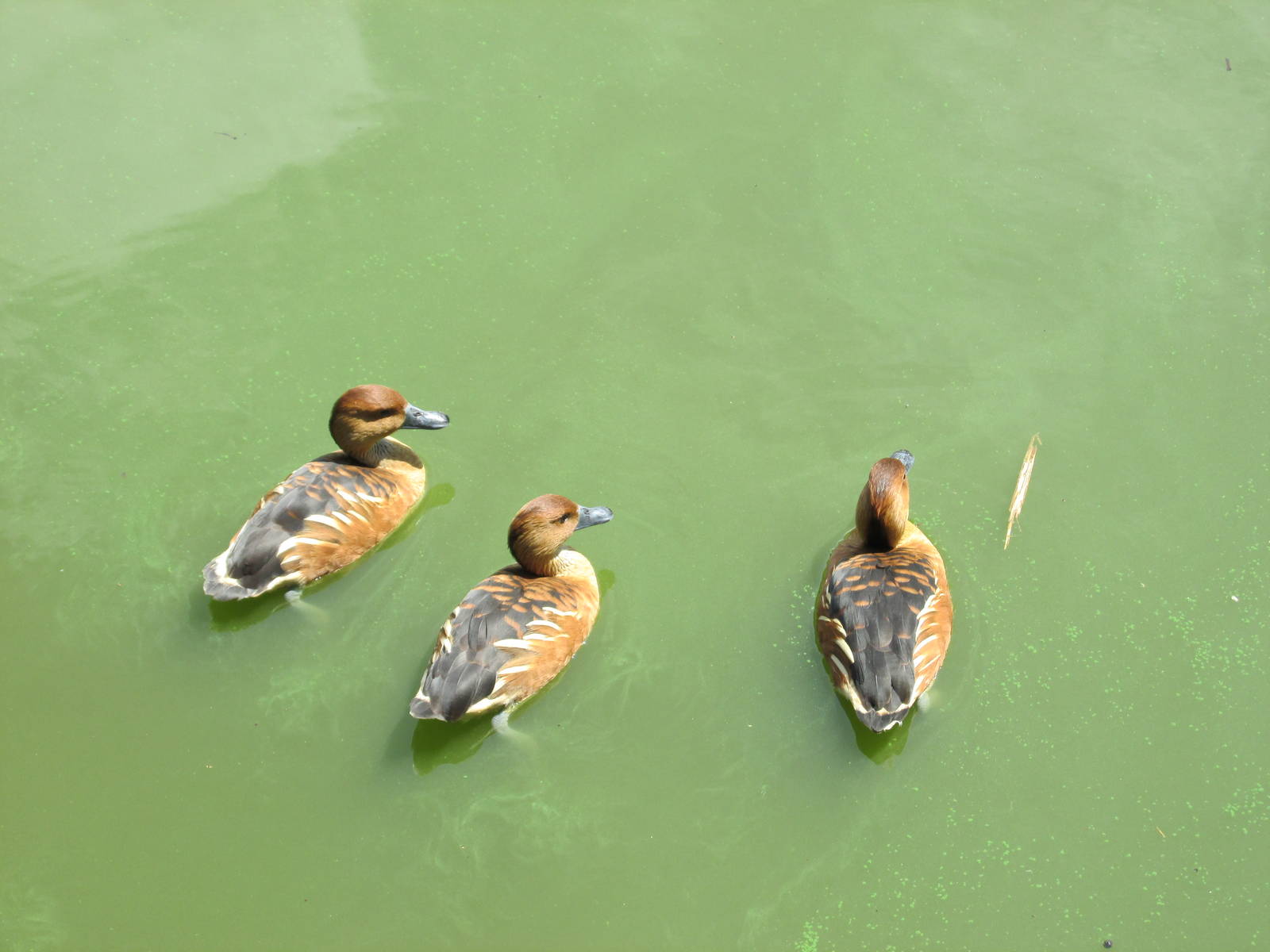 fulvous whistling ducks  havana zoo