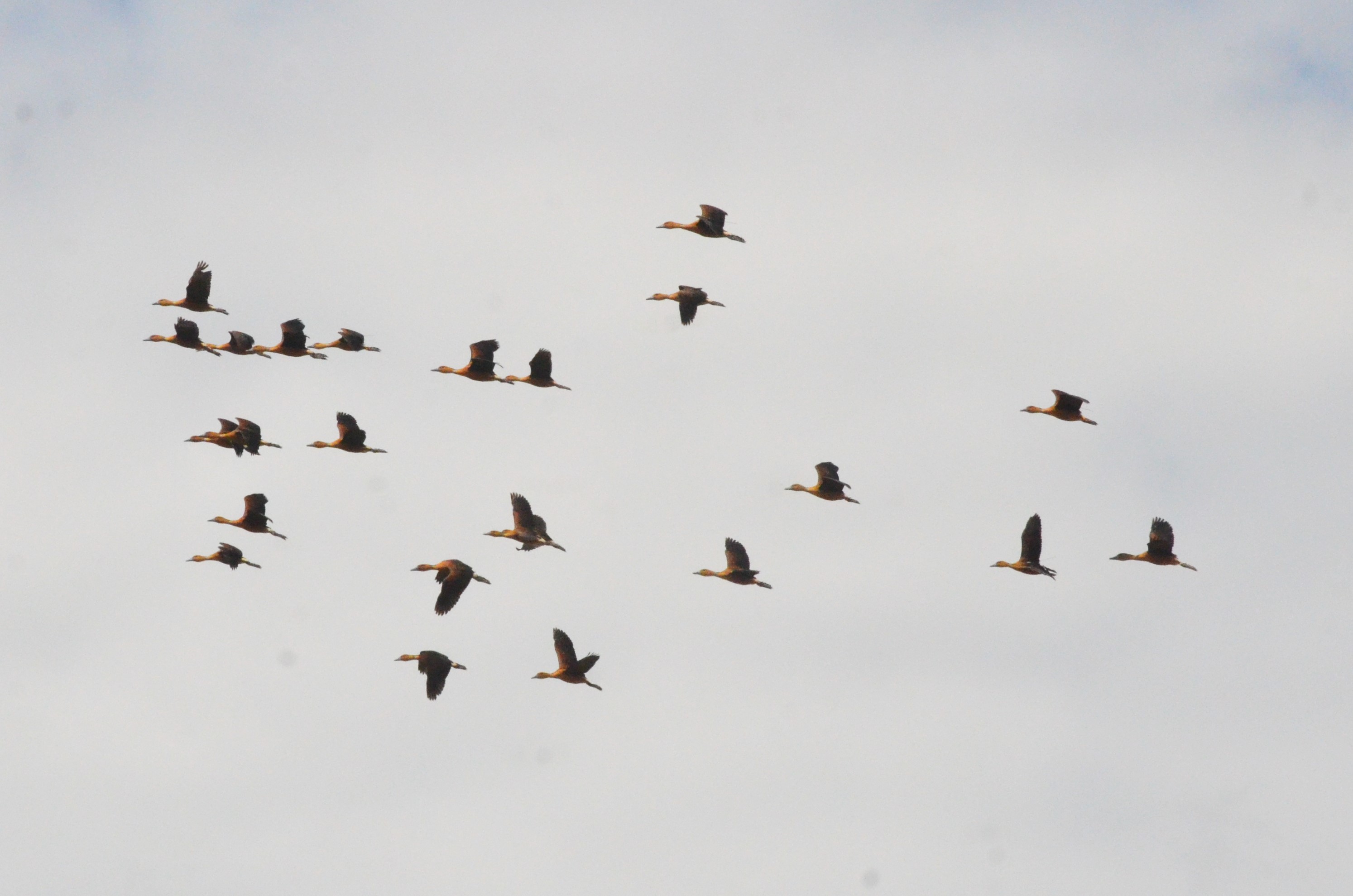 Fulvous Whistling Ducks - Les Maîtres des Airs at Beauval, 12/06/18