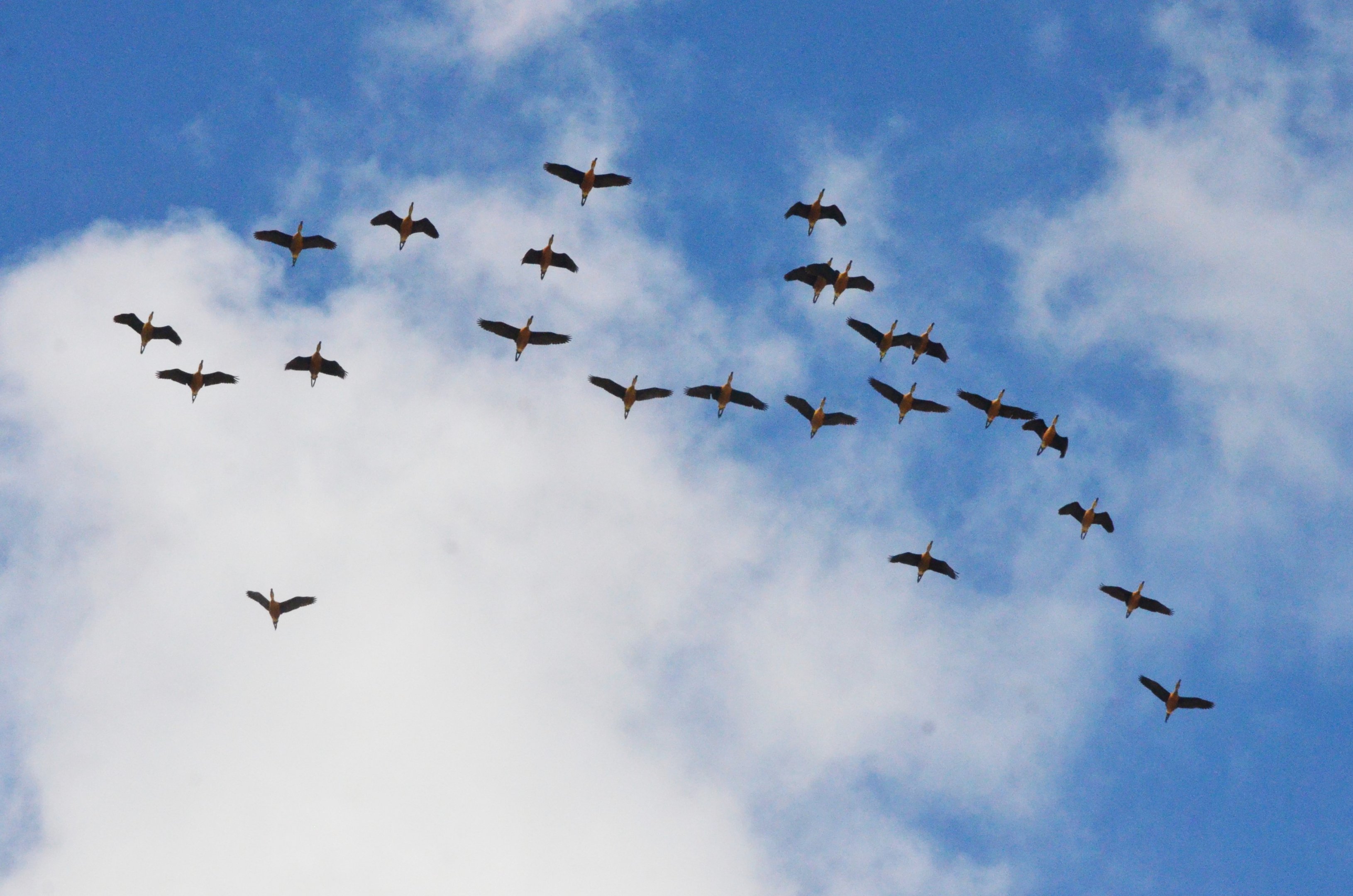 Fulvous Whistling Ducks - Les Maîtres des Airs at Beauval, 12/06/18