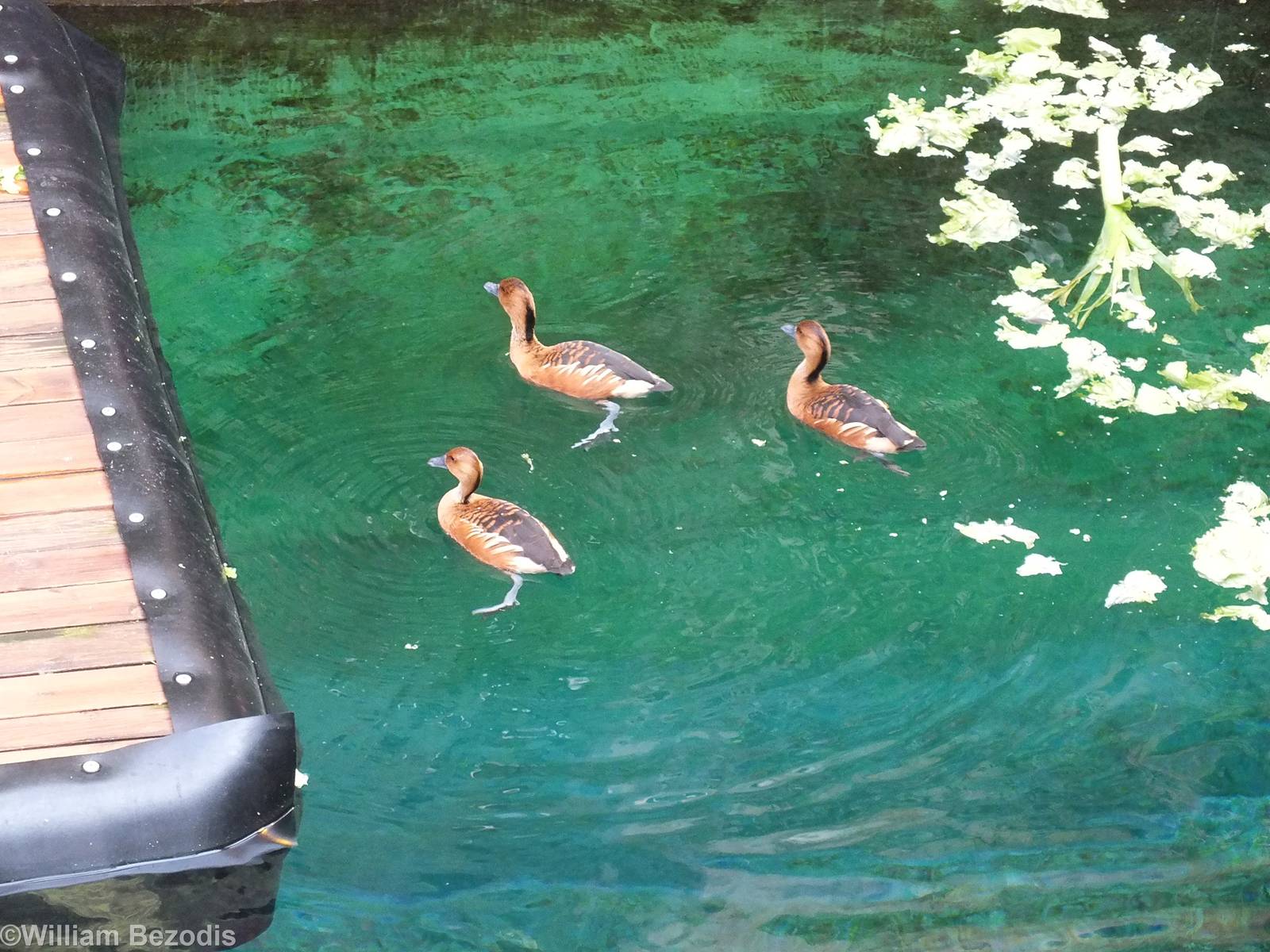 Fulvous Whistling Ducks on Manatee Pool - Afrykarium