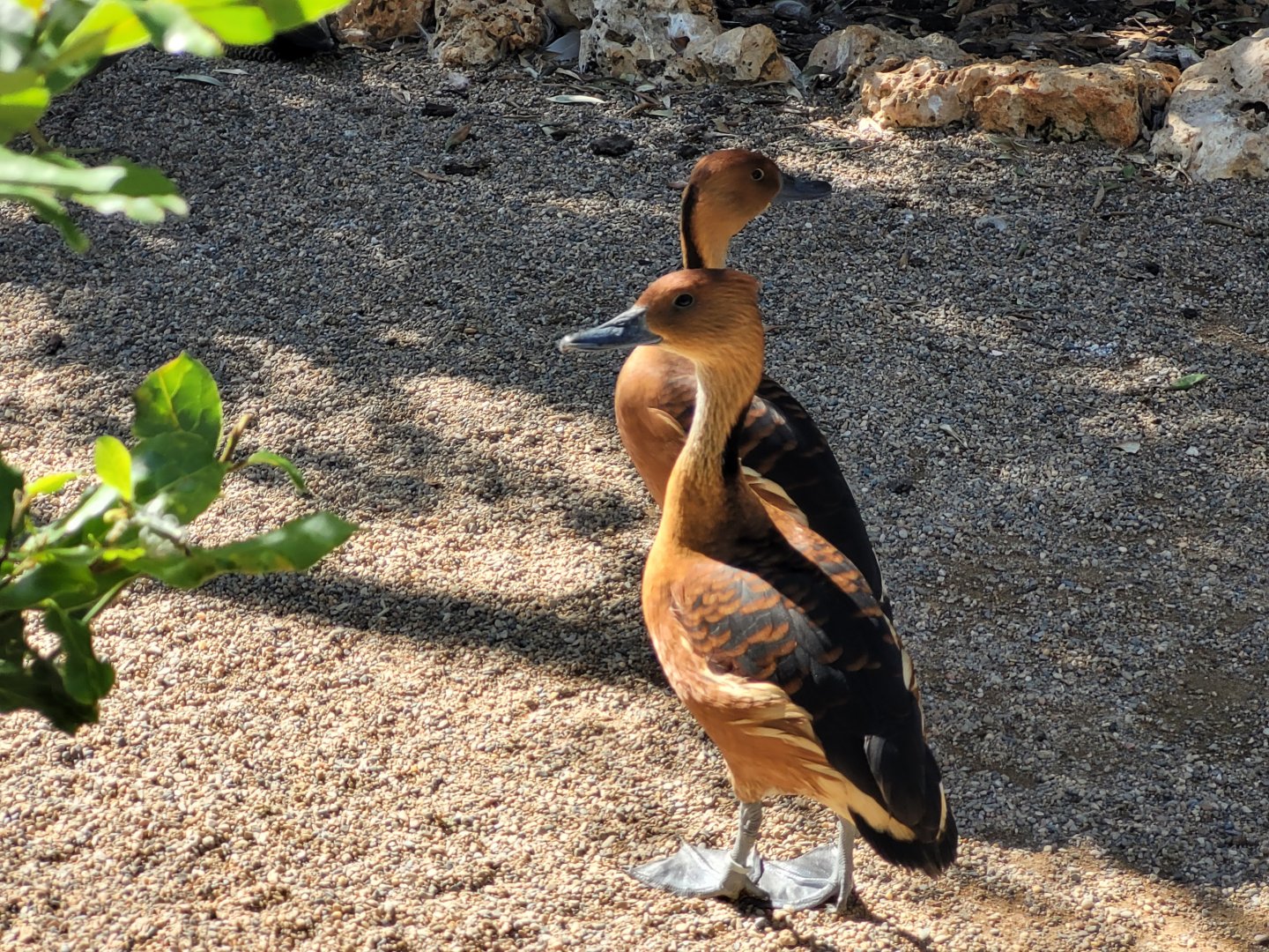 Fulvous whistling ducks -Sendaviva (2024)