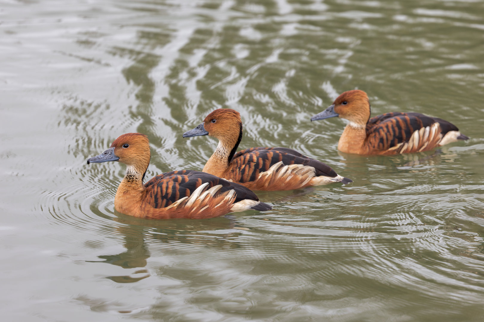Fulvous Whistling Ducks / Watatunga / 27-11-22