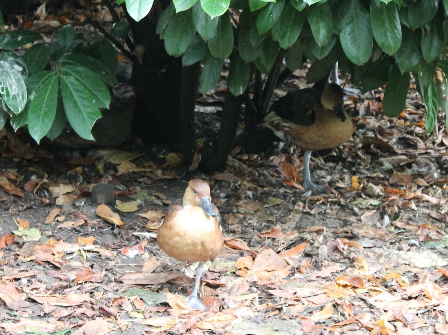 Fulvous whistling ducks