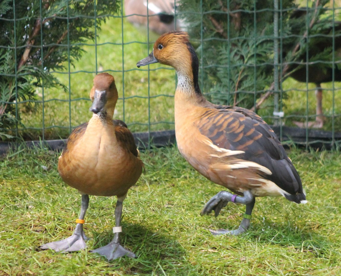 Fulvous whistling ducks