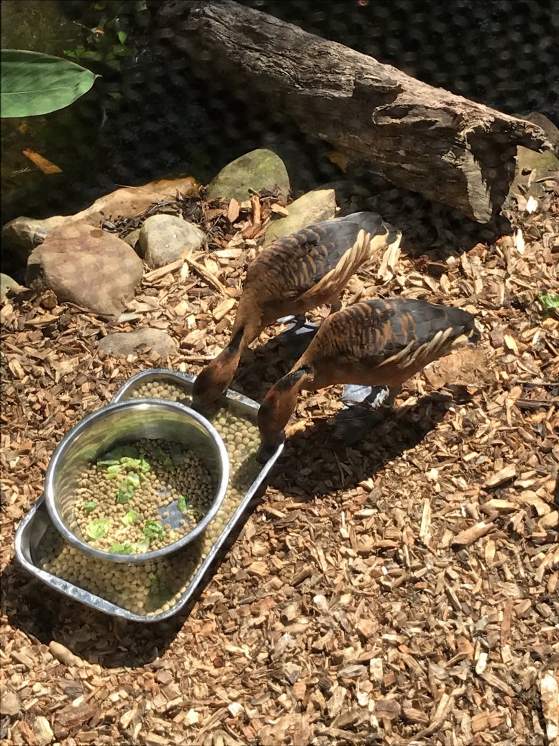 Fulvous whistling ducks