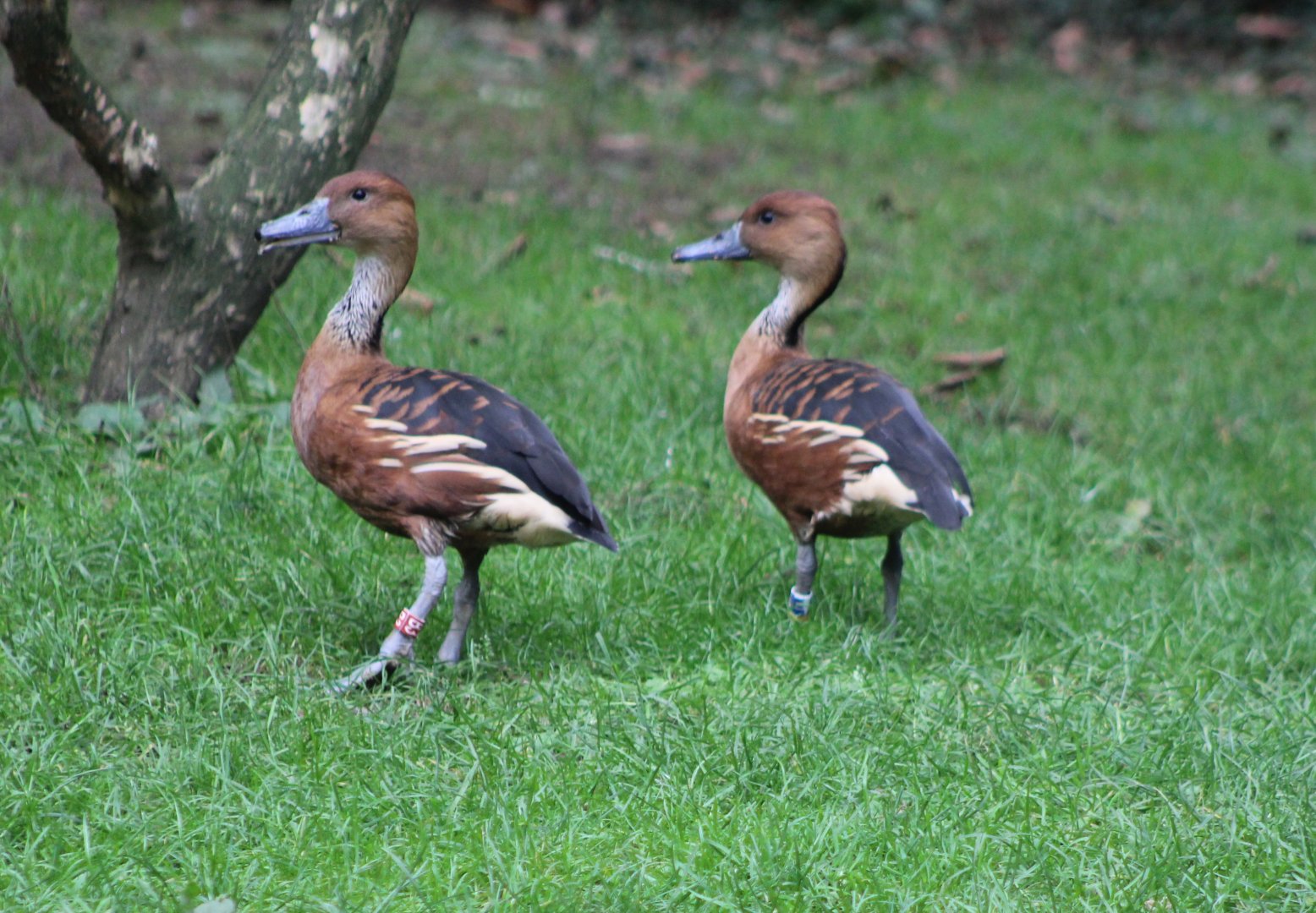 Fulvous whistling ducks