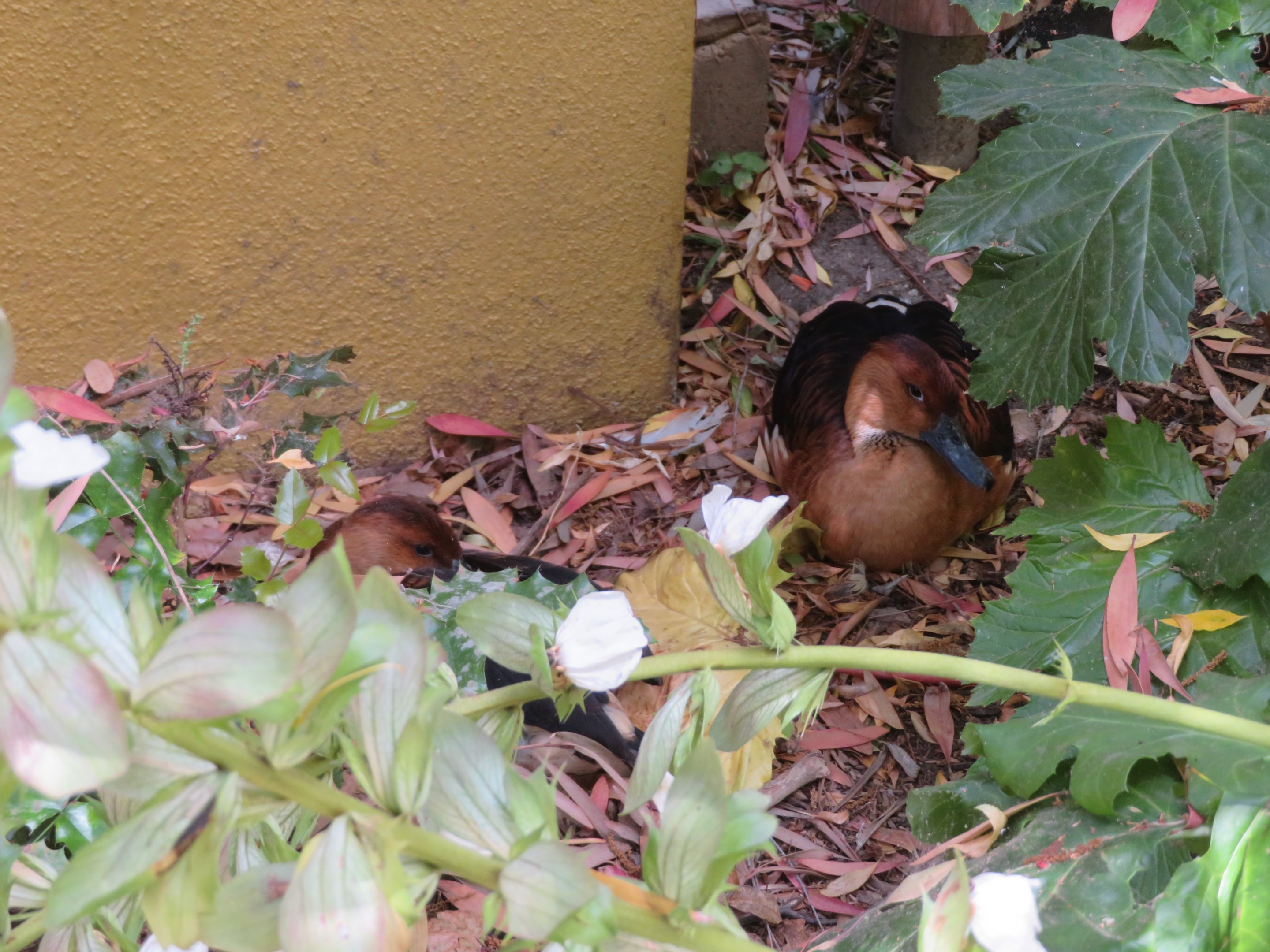 Fulvous Whistling Ducks