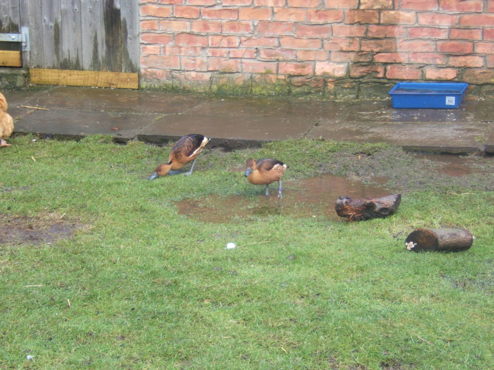 Fulvous Whistling Tree Duck`s