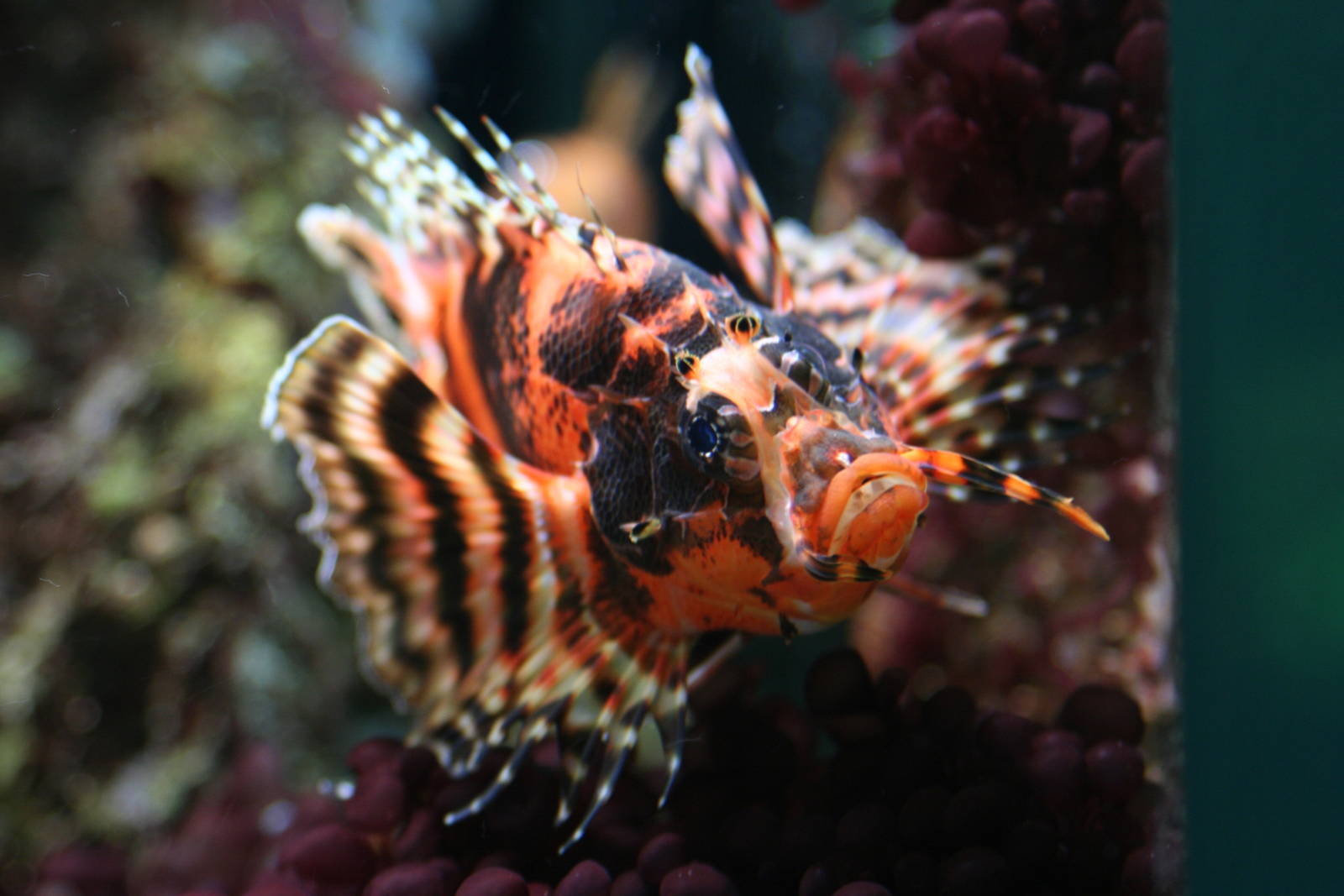 Fumanchu Lionfish @ Chester; 26.01.2012