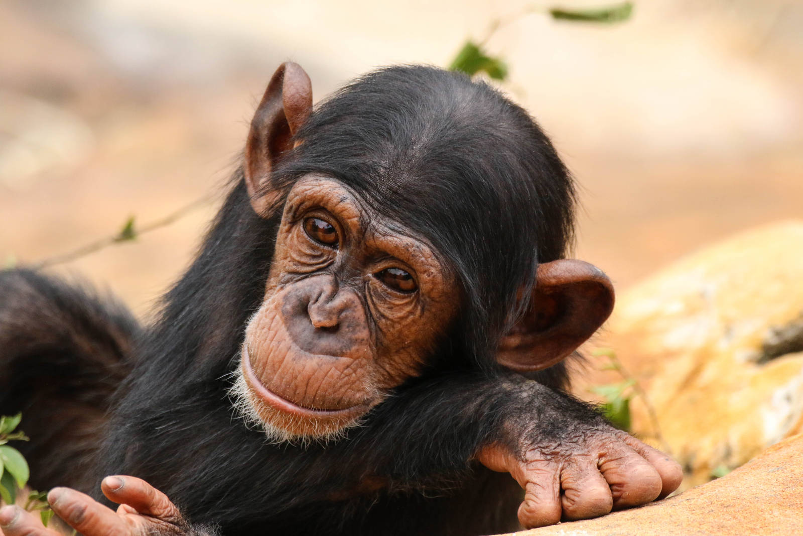 Fumo growing up fast